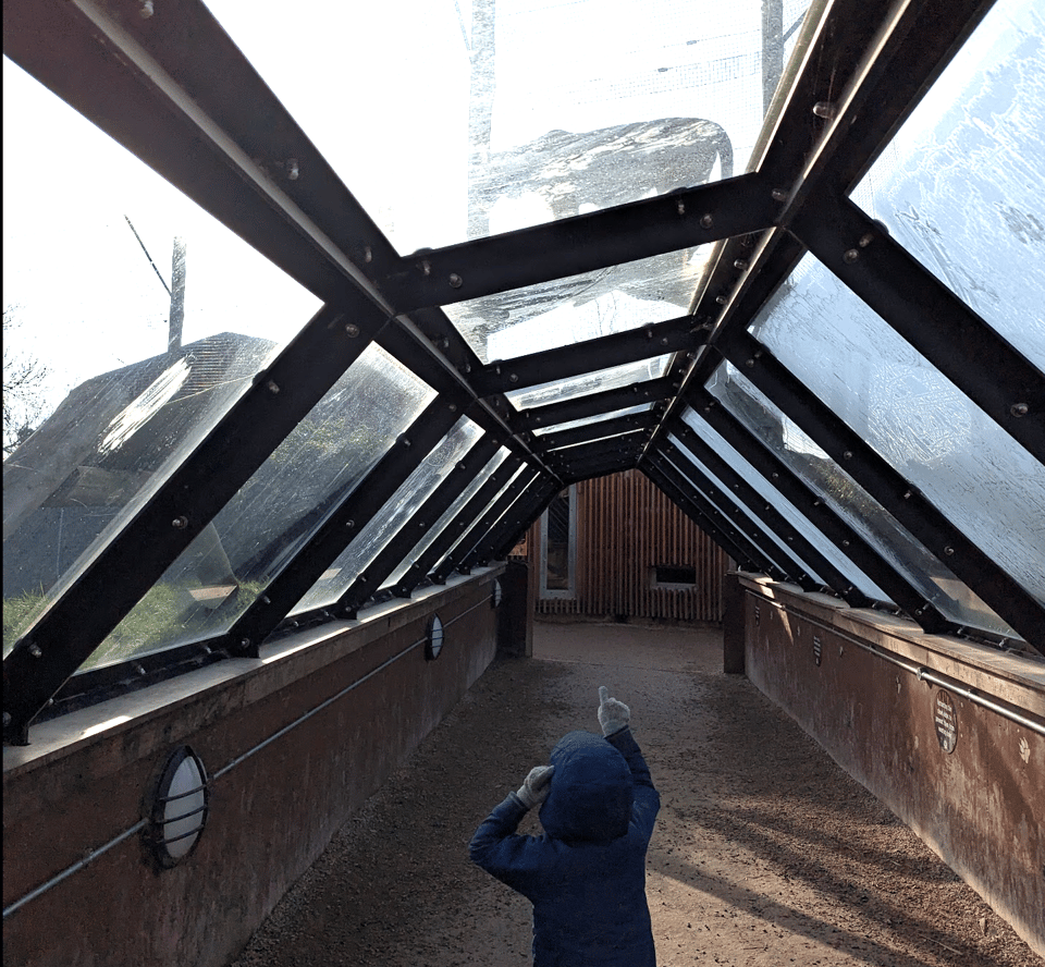 Spot the tiger (actually, they’re striped)